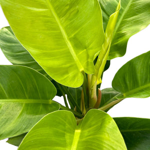 golden imperial philodendron Philodendron Imperial Golden in Nursery Pot – The Lily Pot