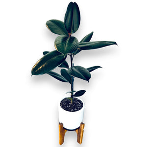 Ficus Burgundy in white stone pot with drainage and stand