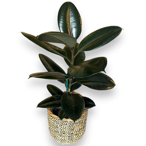 Ficus Burgundy in Self-Watering Pot  in Seagrass Basket