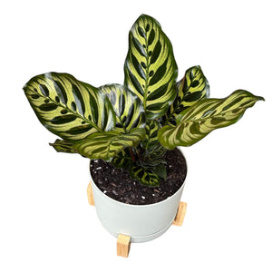 Calathea Makoyana 