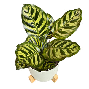 Calathea Makoyana 