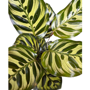 Calathea Makoyana 