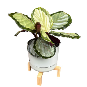 Calathea Roseopicta Northern Lights in Self-Watering Pot with Wooden Stand