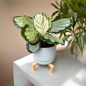 Calathea Roseopicta Northern Lights in Self-Watering Pot with Wooden Stand