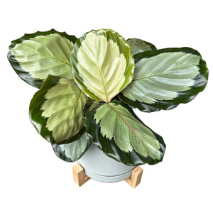 Calathea Roseopicta Northern Lights in Self-Watering Pot with Wooden Stand