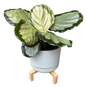 Calathea Roseopicta Northern Lights in Self-Watering Pot with Wooden Stand