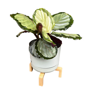 Calathea Roseopicta Northern Lights in Self-Watering Pot with Wooden Stand