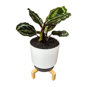 Calathea Medallion in Self-Watering Pot with Wooden Stand