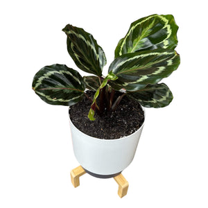 Calathea Medallion in Self-Watering Pot with Wooden Stand