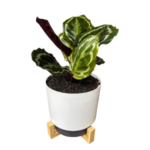 Calathea Medallion in Self-Watering Pot with Wooden Stand