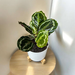 Calathea Medallion in Self-Watering Pot with Wooden Stand