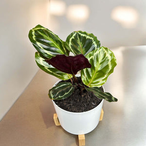 Calathea Medallion in Self-Watering Pot with Wooden Stand