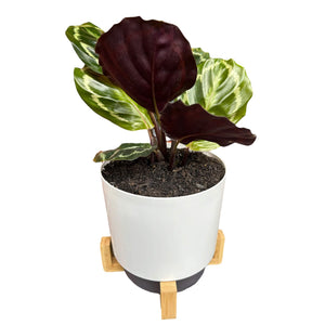 Calathea Medallion in Self-Watering Pot with Wooden Stand