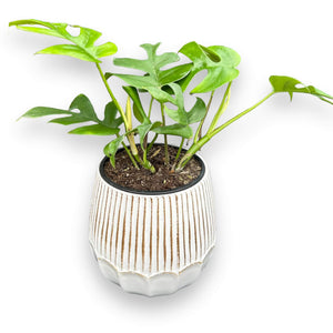 white ceramic scalloped plant pot