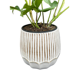 white ceramic scalloped plant pot