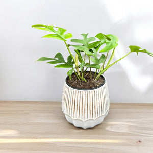 white ceramic scalloped plant pot