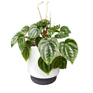 Peperomia Marmorata in white self-watering pot