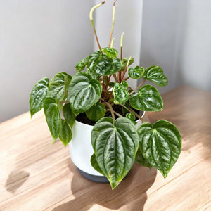 Peperomia Marmorata in white self-watering pot