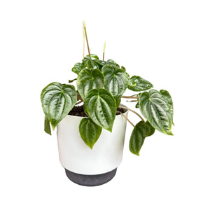 Peperomia Marmorata in white self-watering pot