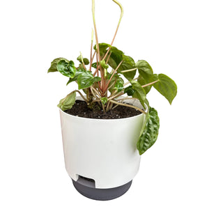 Peperomia Marmorata in white self-watering pot