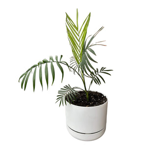 Parlour Palm in white self-watering pot