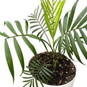 Parlour Palm in white self-watering pot