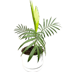 Parlour Palm in white self-watering pot