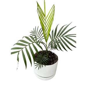 Parlour Palm in white self-watering pot