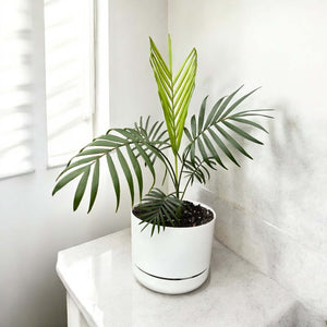 Parlour Palm in white self-watering pot