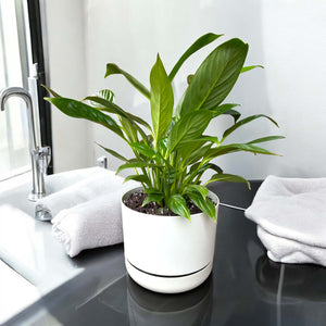 peace lily in white self-watering pot