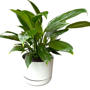 peace lily in white self-watering pot