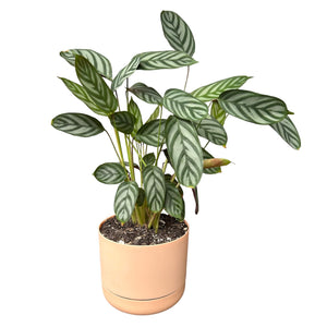 calathea louisae in soft apricot self-watering pot