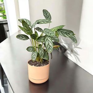 calathea louisae in soft apricot self-watering pot