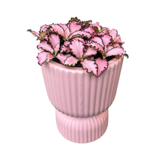 Pink Fittonia in Pink Ribbed Pot