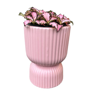 Pink Fittonia in Pink Ribbed Pot