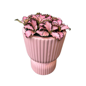 Pink Fittonia in Pink Ribbed Pot