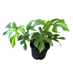 philodendron minima