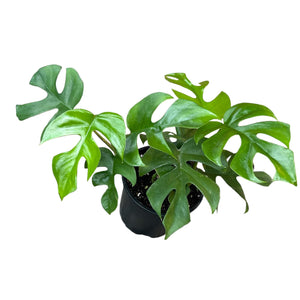 philodendron minima