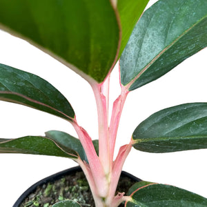 aglaonema pink sapphire Aglaonema Sapphire – The Lily Pot