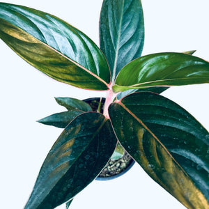 aglaonema sapphire Aglaonema Sapphire – The Lily Pot