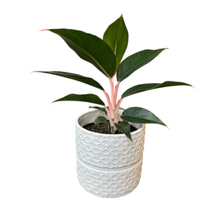 white laced plant cover pot