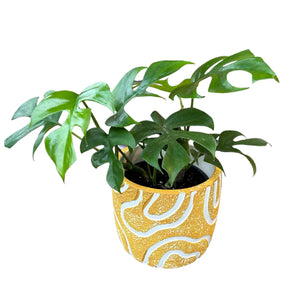 mustard yellow plant cover pot