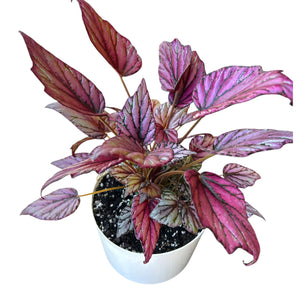 Begonia Rex