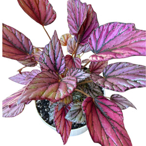 Begonia Rex pink leaves