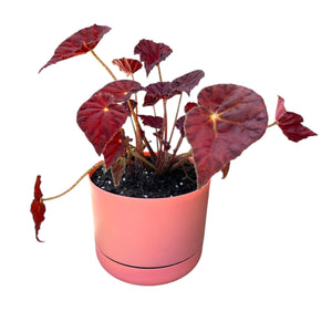 Begonia Marmalade in Blush Coloured self-watering pot