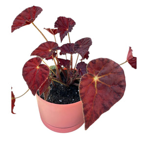 Begonia Marmalade in Blush Coloured self-watering pot