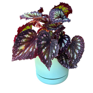 Begonia Fireworks in Self-Watering Pot