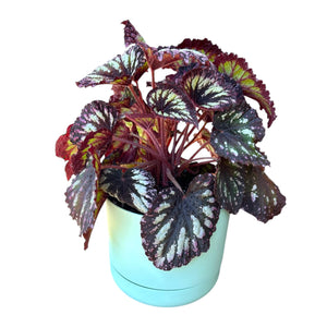 Begonia Fireworks in Self-Watering Pot