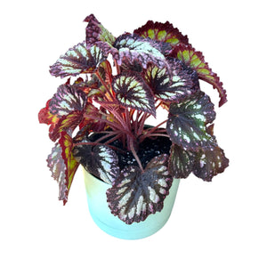 Begonia Fireworks in Self-Watering Pot