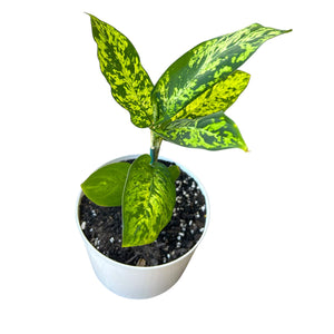 Dieffenbachia Reflector in self-watering pot